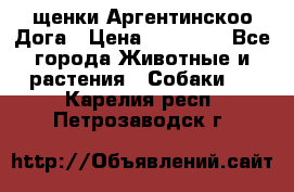 щенки Аргентинскоо Дога › Цена ­ 25 000 - Все города Животные и растения » Собаки   . Карелия респ.,Петрозаводск г.